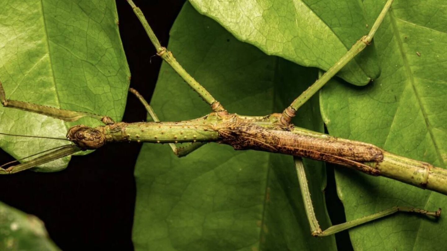 Una hembra de 'Anchiale mabiensis' (Angus J. Emmott/Jones et al., Entomología Austral , 2026)