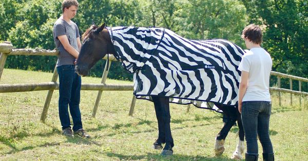 Foto: Los invstigadores disfrazaron a los caballos con abrigos para parecer cebras