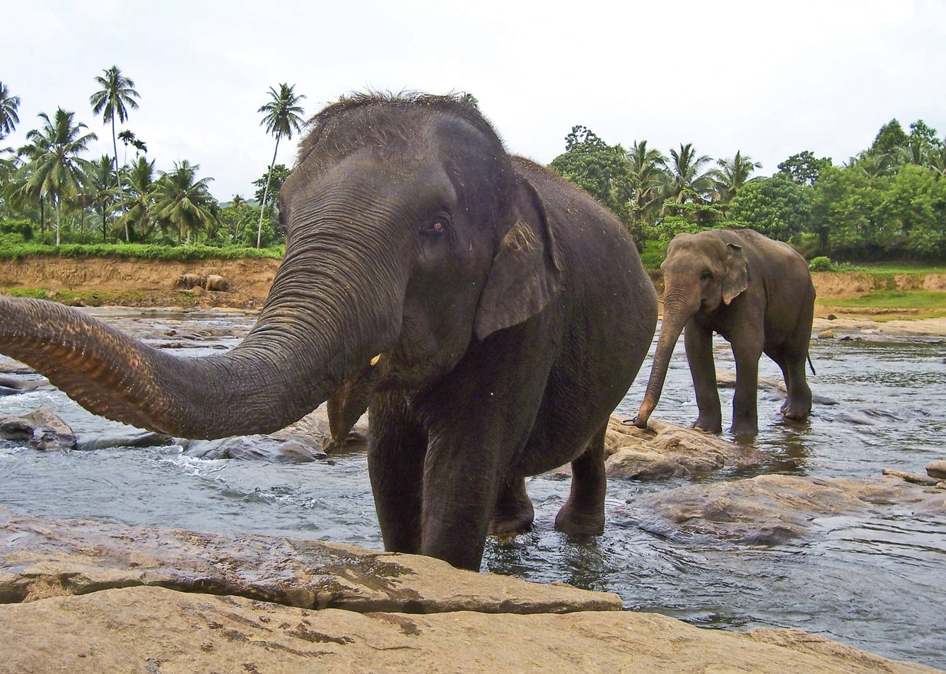 Baño de elefantes. (iStock)
