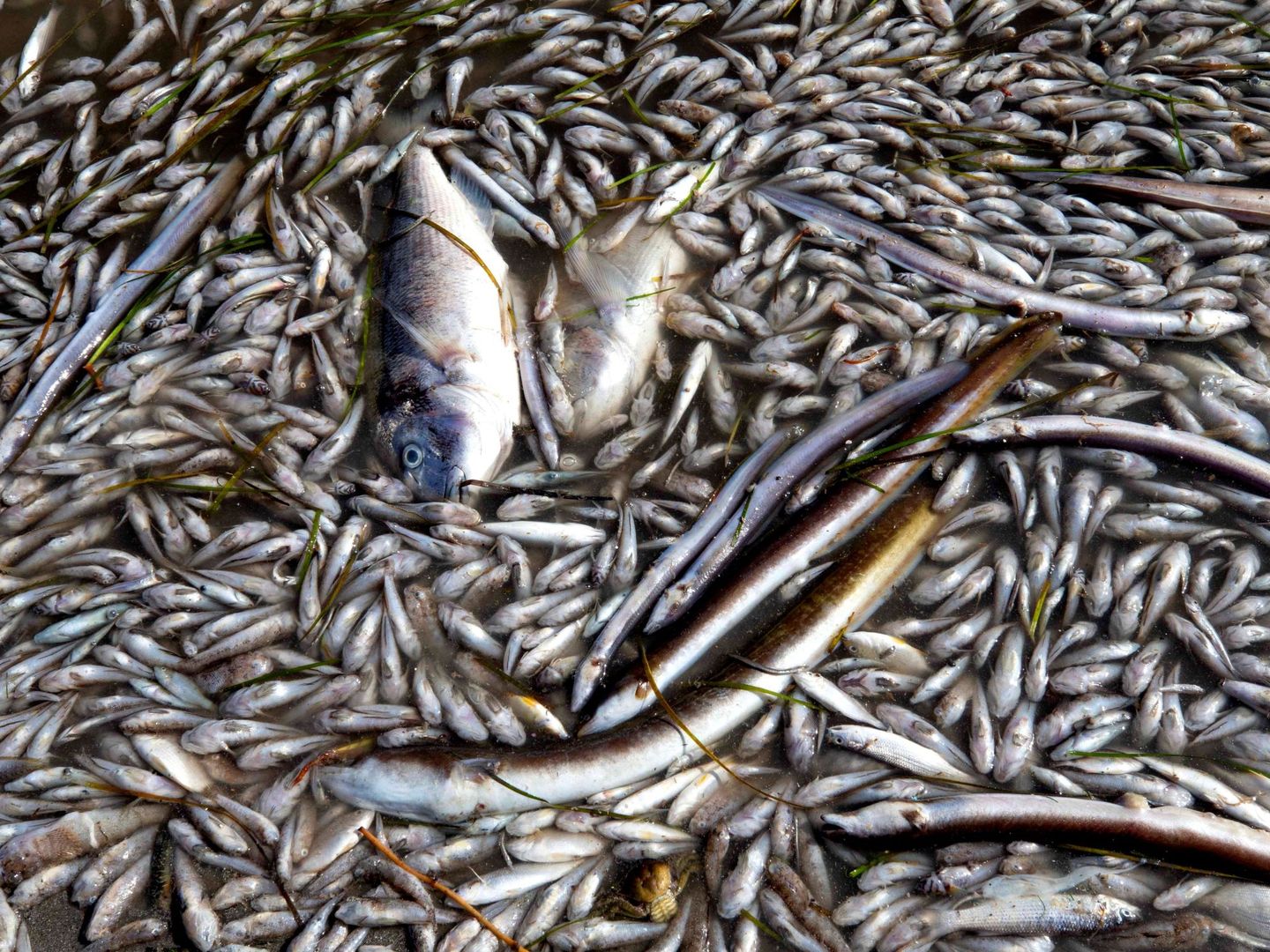 Peces muertos en el Mar Menor (EFE)