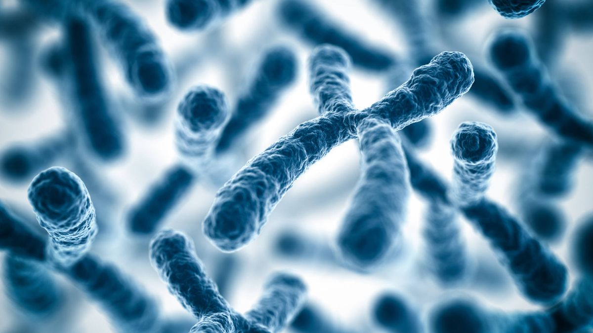 Por qué los hombres están perdiendo el cromosoma Y: los riesgos