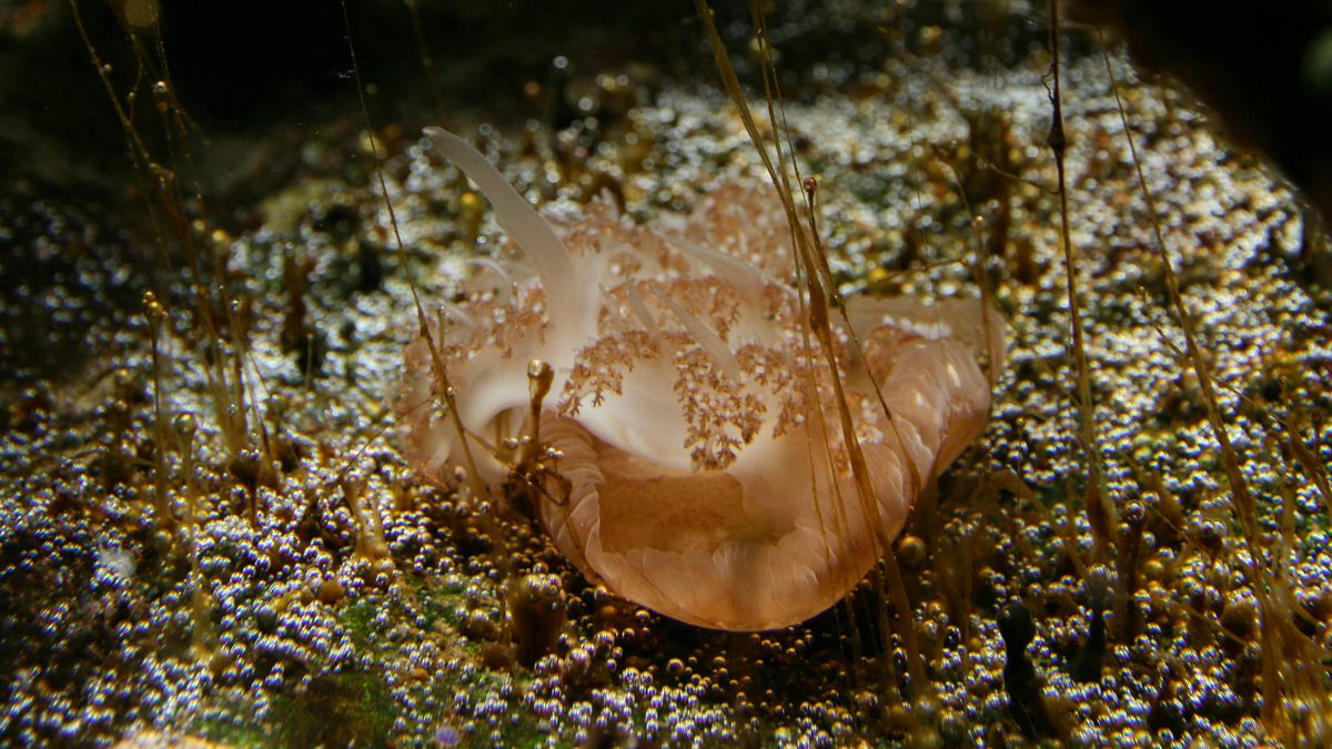 Así es la 'medusa invertida': no pica, pero lanza granadas microscópicas de veneno