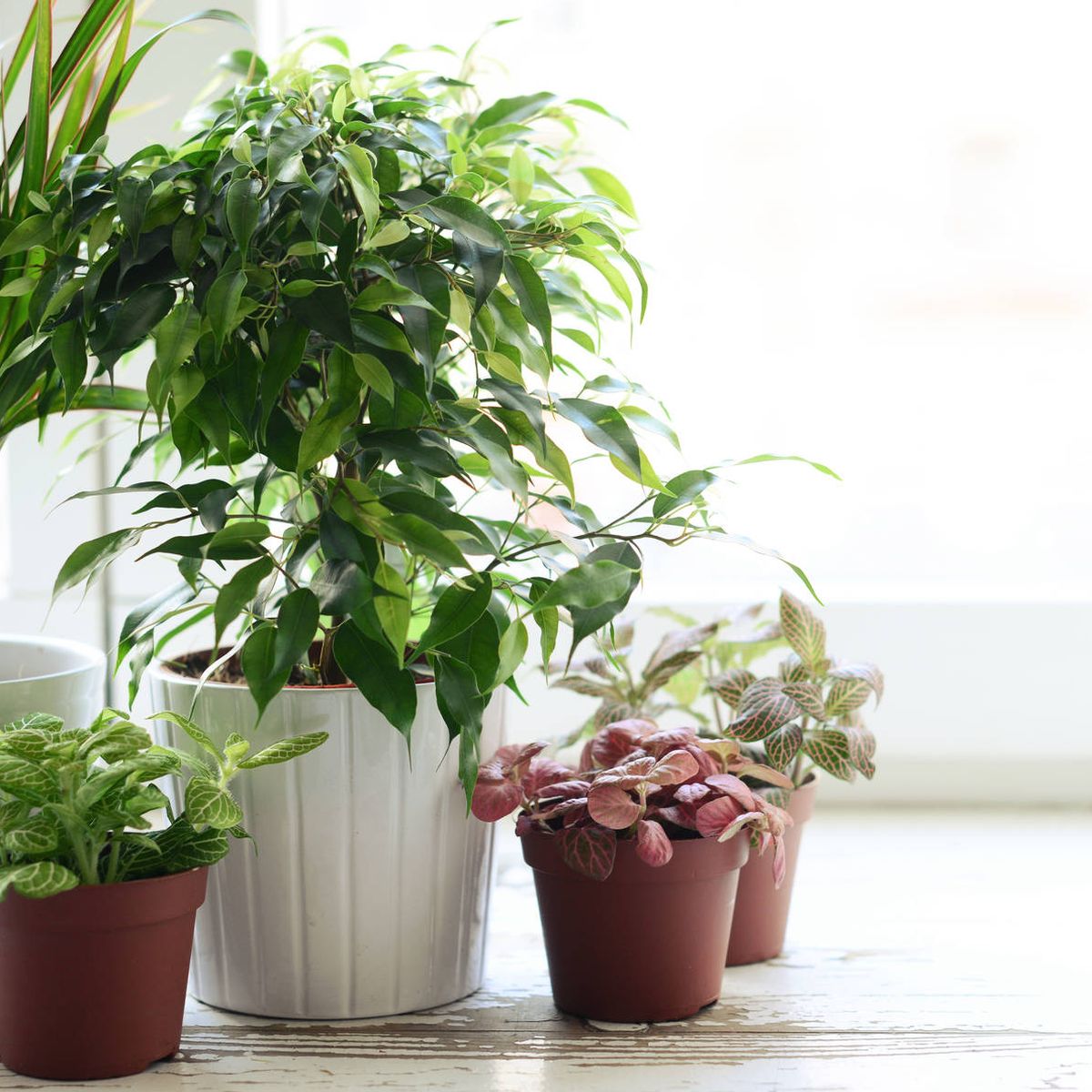 Plantas decorativas que purifican el ambiente