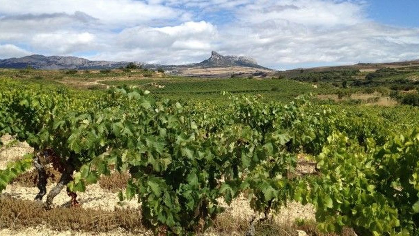 Viñedo de Miravinos en Rioja