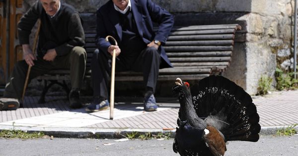 Foto: Vecinos de Tarna, en Asturias, contemplan a un urogallo macho, año 2008 (Reuters)