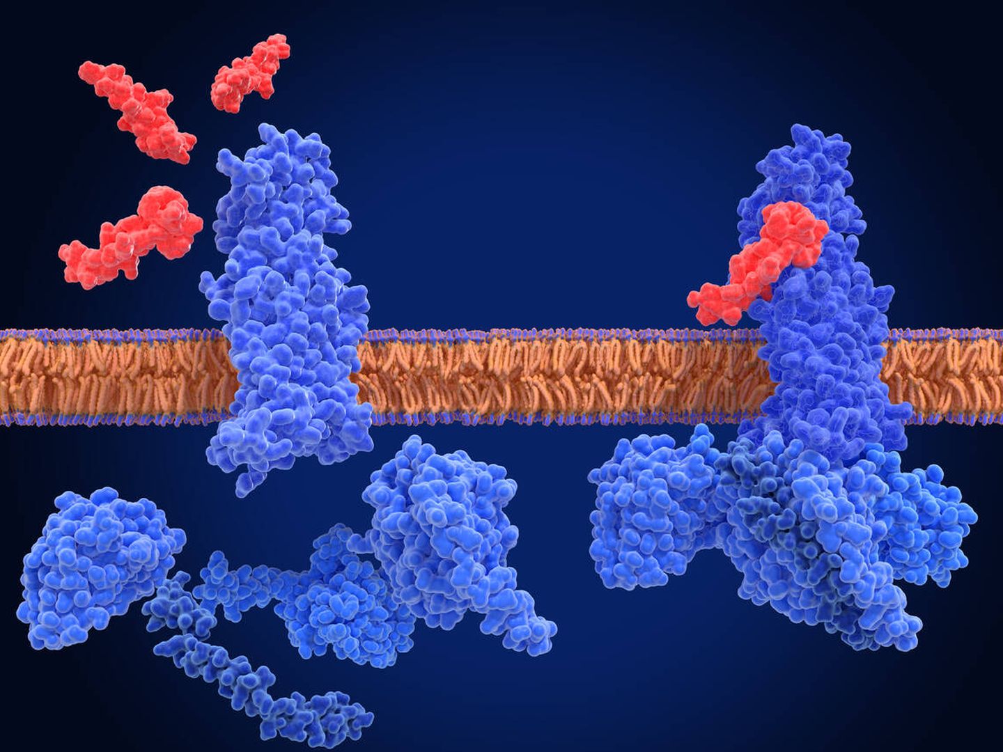 El receptor del péptido-1 (GLP-1) similar al glucagón, forma inactiva (izquierda) y complejo activo con un agonista (semaglutida) y proteínas G. (iStock)