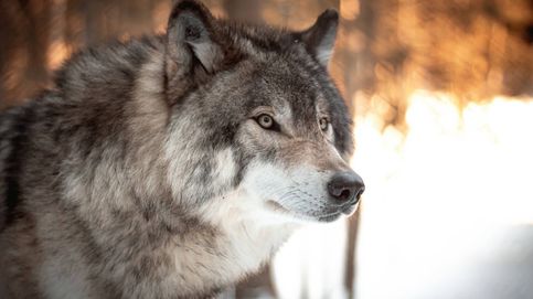¿Los lobos son capaces de mover el rabo como los perros?