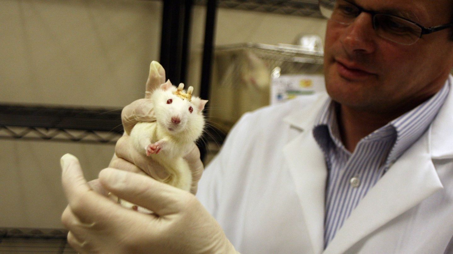 Los científicos utilizaron una cohorte de ratas hembra divididas en tres grupos y expuestas a un ciclo de luz normal o a 6-12 horas de luz azul. (EFE)