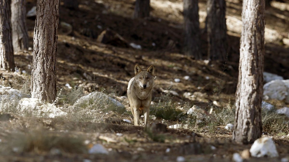 ¿Quién teme al lobo feroz? Madrid duplica las ayudas tras 250 ataques en 2016