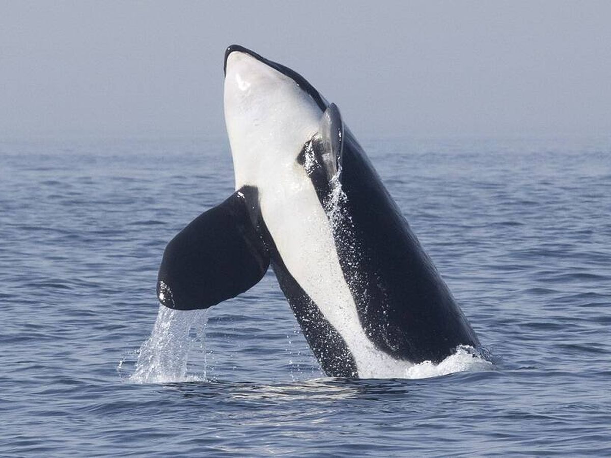 Foto: Una de las orcas captadas en El Estrecho. (Salvamento Marítimo)