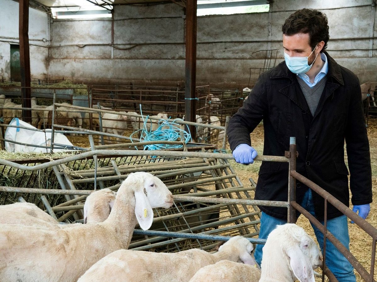 Foto: El presidente del PP, Pablo Casado, durante su visita a una explotación de ovino en Valverde de Alcalá (Madrid). (EFE)