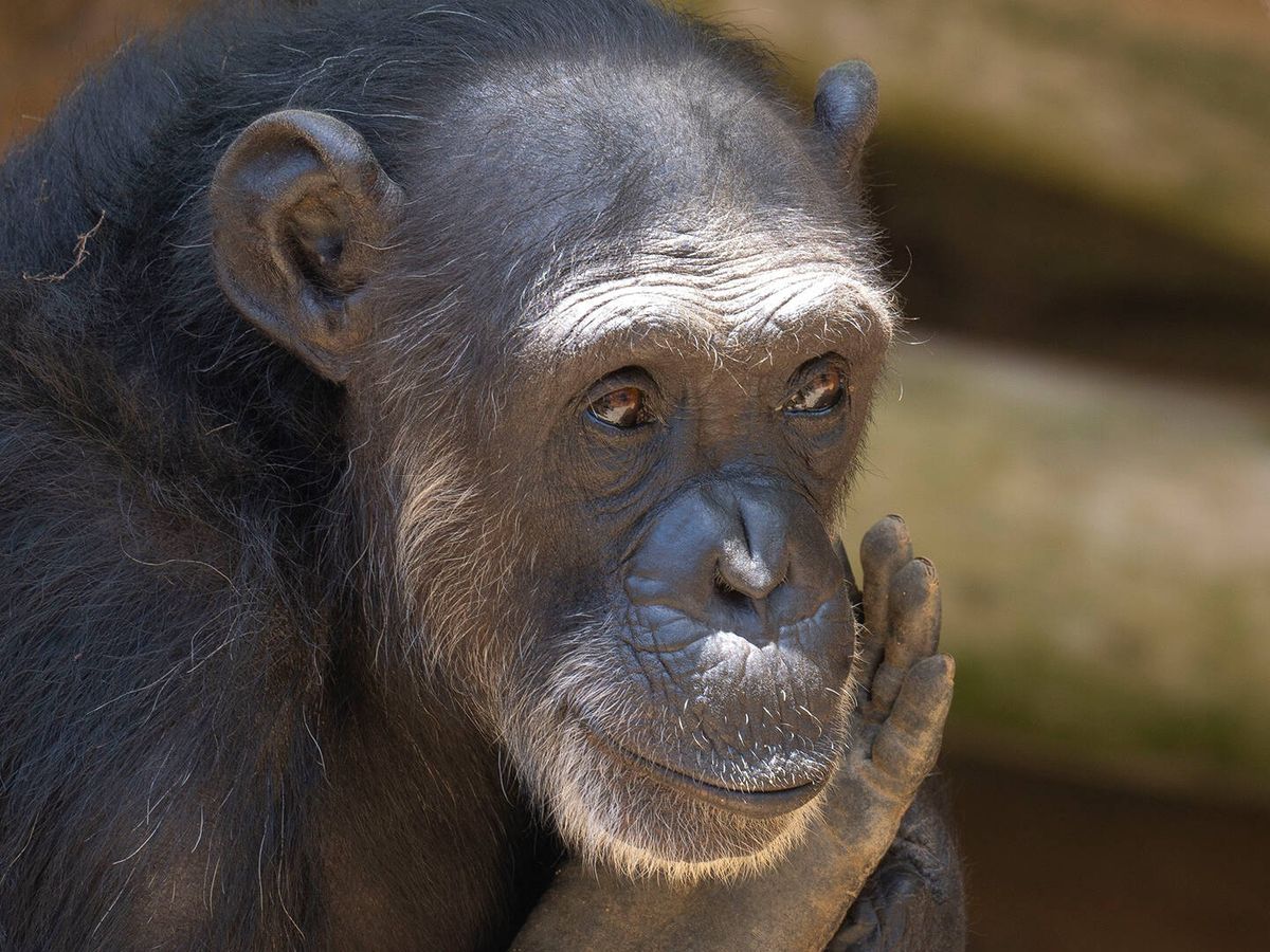 Foto: Julieta, la chimpancé que durante 30 años fue explotada. (Bioparc Fuengirola)