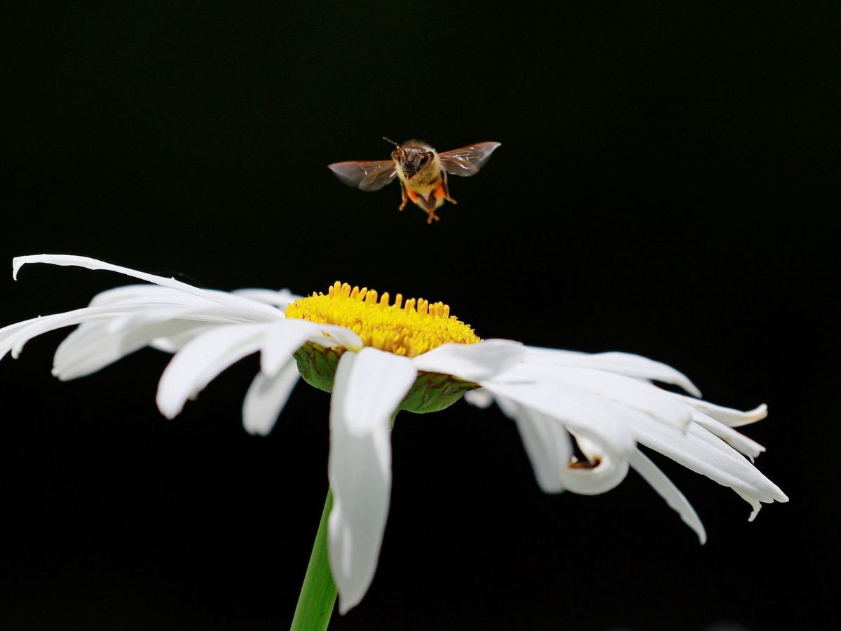 Foto: Una abeja polinizando una flor. Foto: EFE Robert Ghement