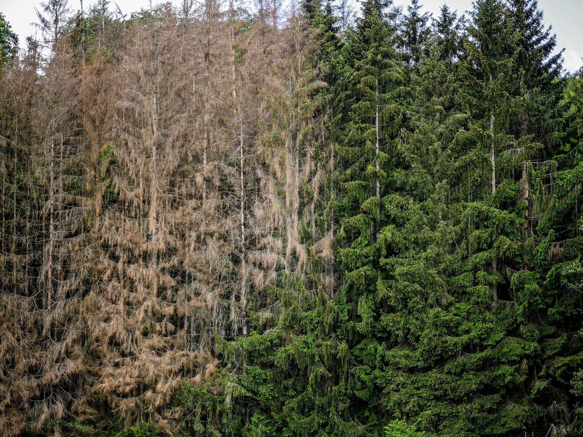 Foto: Los bosques sucumben a la sequía y las altas temperaturas. (EFE/EPA/Sascha Steinbach)