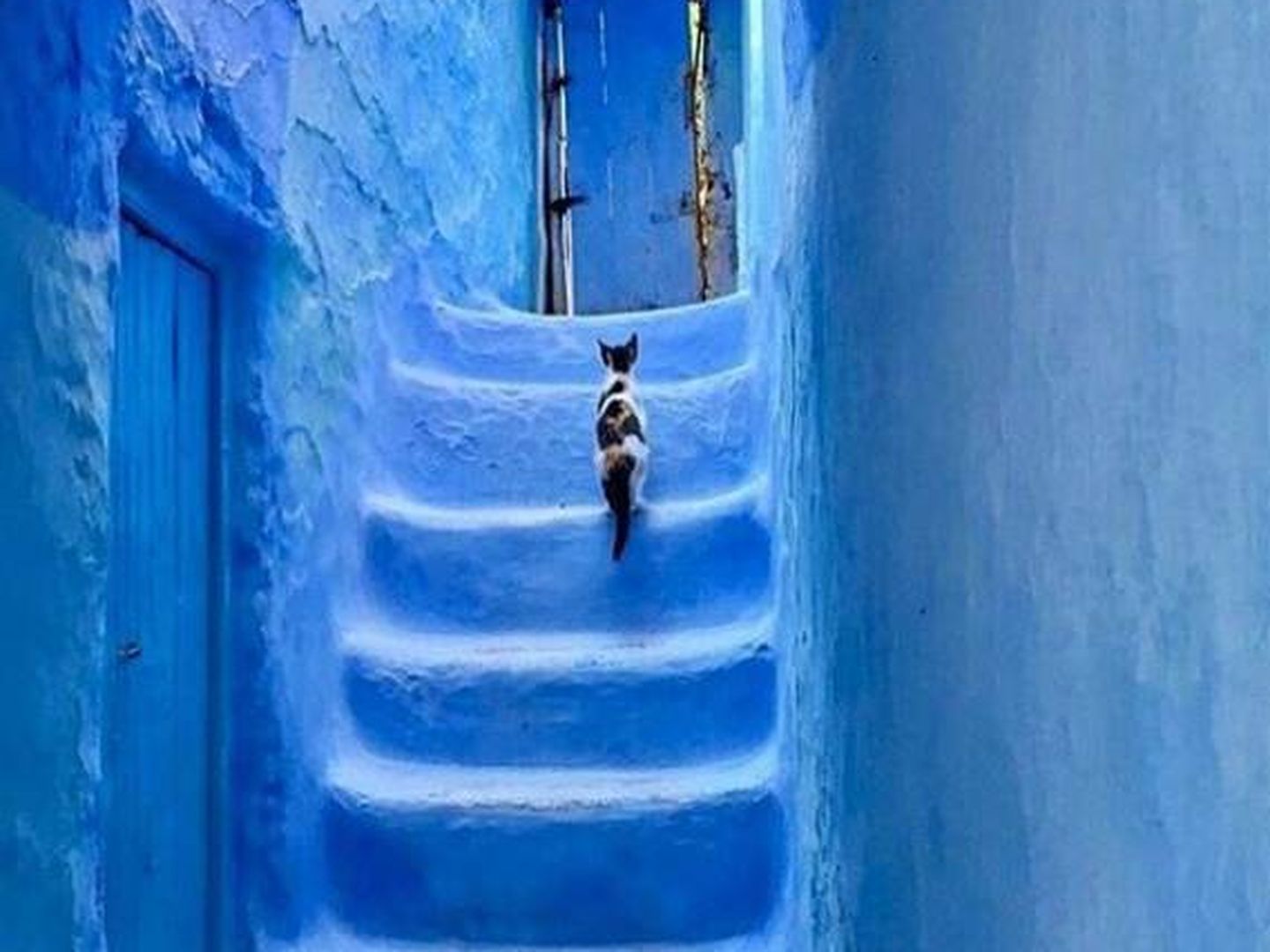 Así de azul, y con gatos, es Chaouen. (Foto: Visit Tanger)