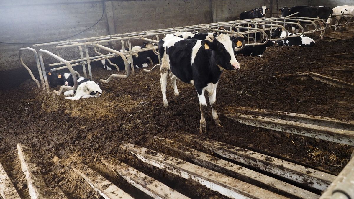 El TS confirma la condena a un ganadero que inoculó una bacteria a sus vacas por la indemnización