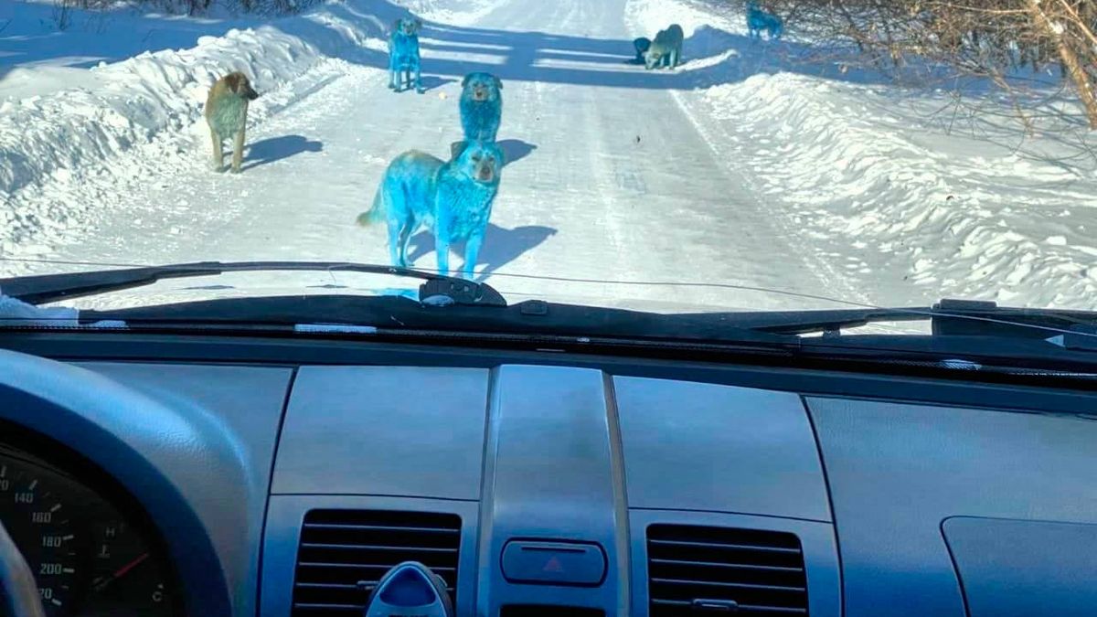 Aparece un grupo de perros azules en una remota región de Rusia
