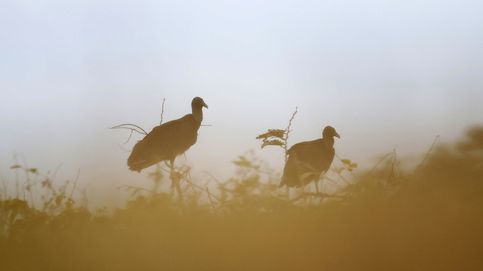 Más de 300 aves exóticas, al borde del 'desahucio' en Cataluña: Nos han denegado ayudas