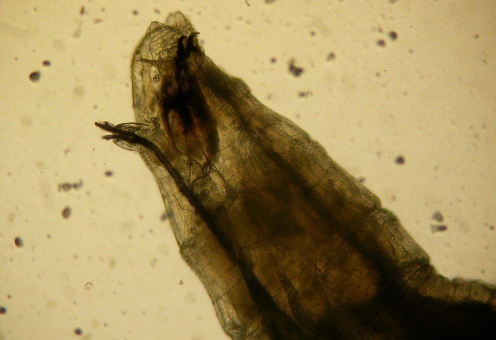 Cabeza de una larva de 'Drosophila' vista al microscopio