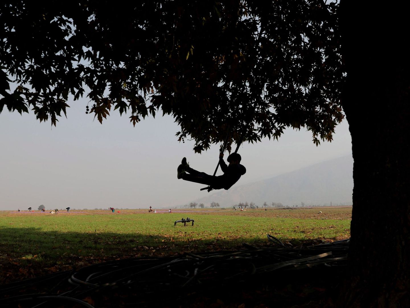 Un niño en un árbol, falta el libro. (EFE/Farooq Khan)