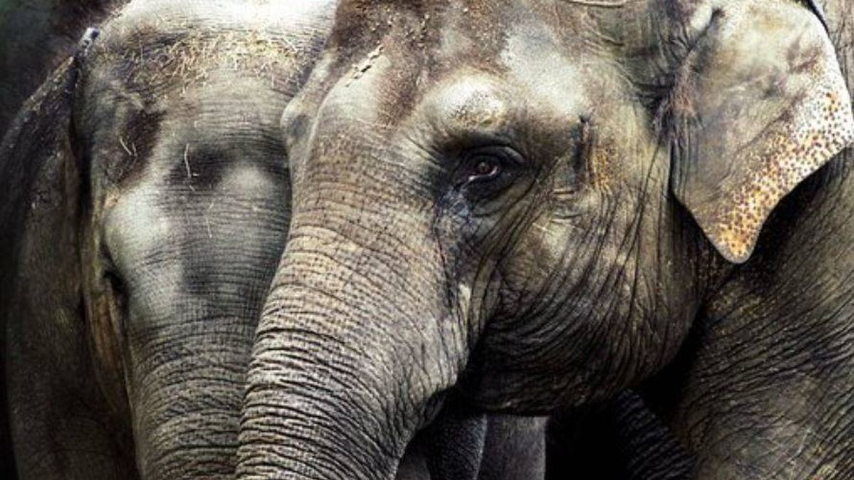 Una bebé elefante defiende a su madre de unos veterinarios que querían ayudarla