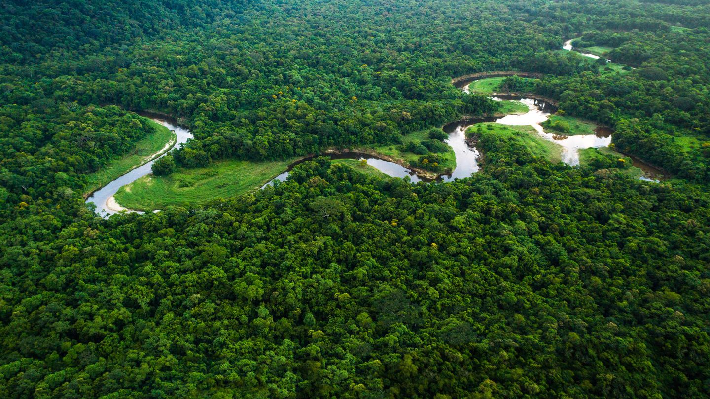 Bosque Atlántico, en Brasil, uno de los más ricos ecosistemas. (iStock)