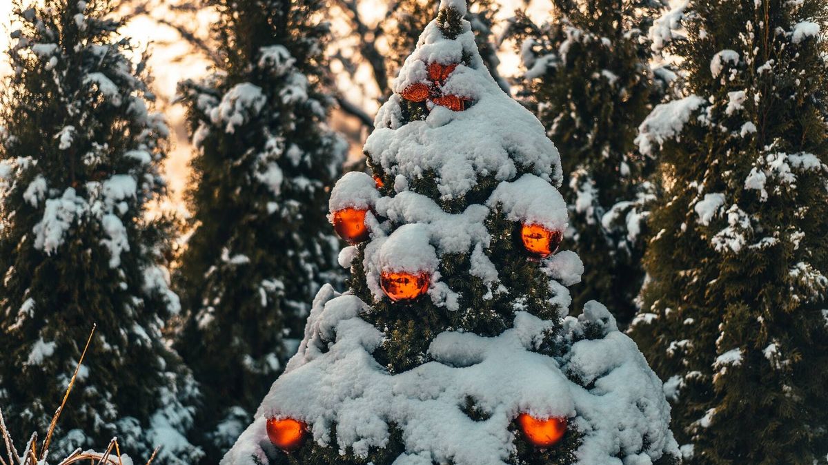 Unos alemanes baten un récord al adornar su casa con 444 árboles de Navidad