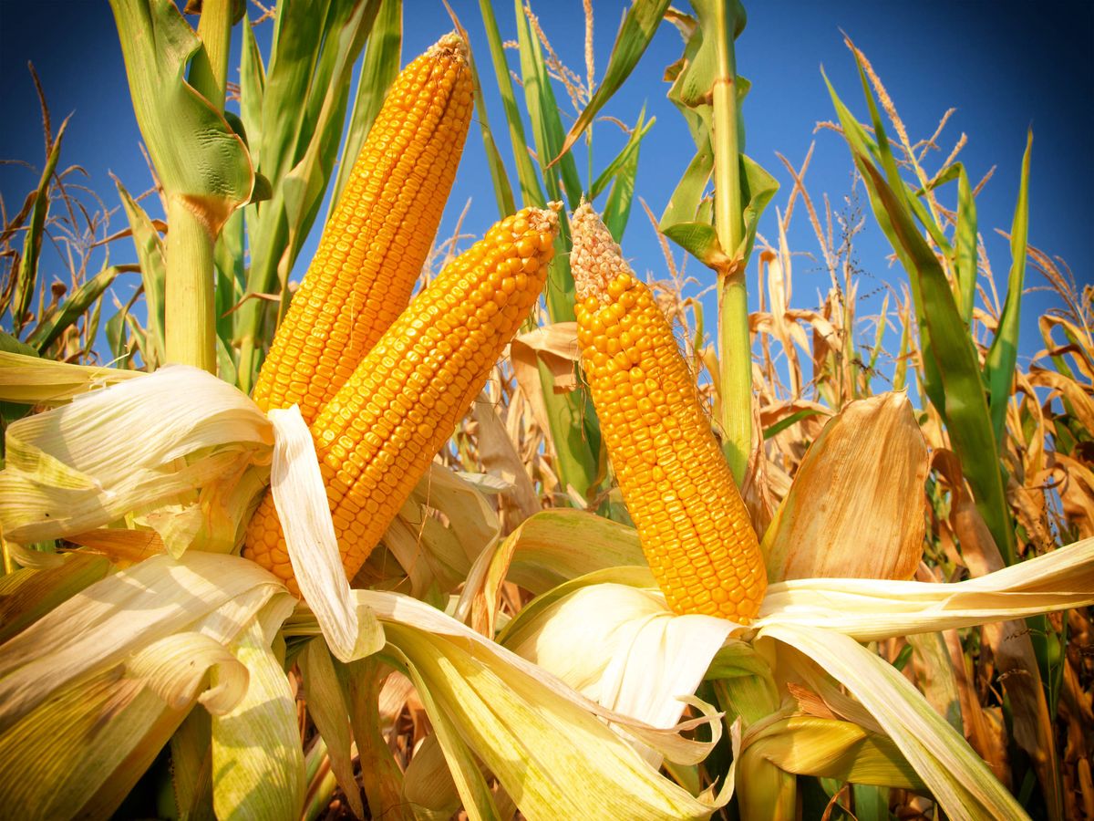 Foto: Mazorcas de maíz (iStock)
