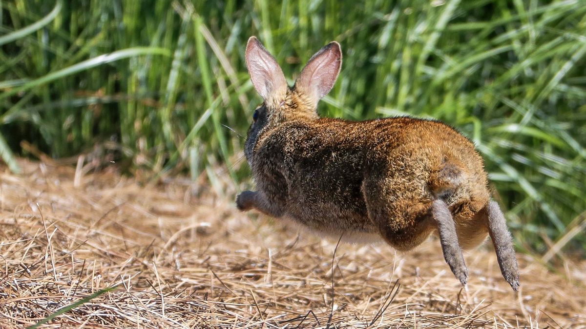 La 'invasión' de conejos que ha levantado a medio campo de Aranjuez: "Solo hay destrozos"