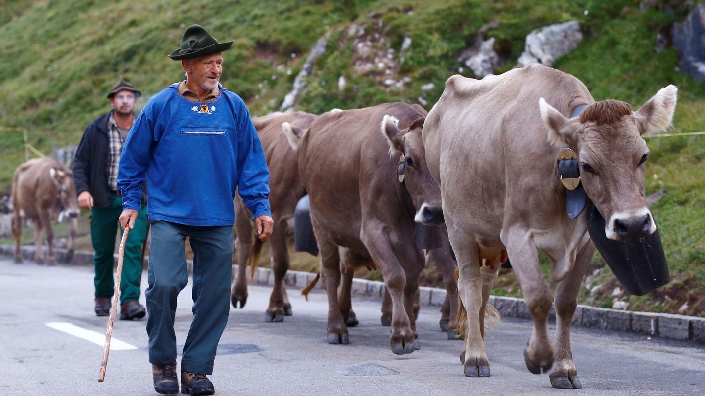 El rebaño de vacas recorre el paso de Klausen (Reuters/Arnd Wiegmann)