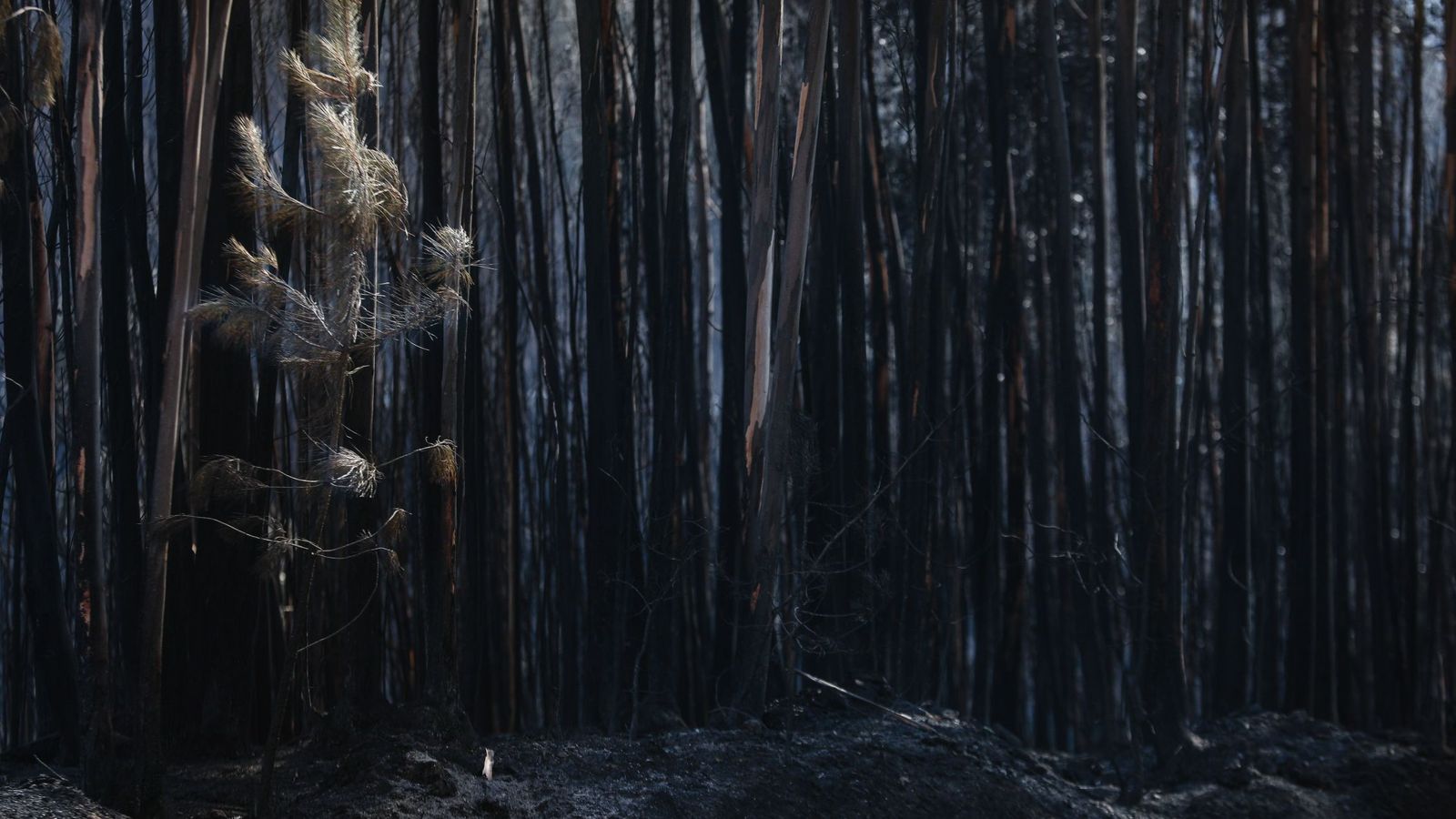 Foto: Árboles calcinados en el incendio de Pedrógão Grande (Portugal). (EFE)