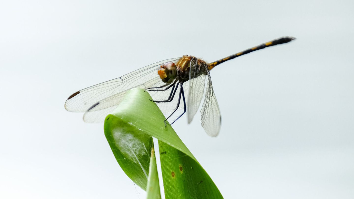 Las libélulas perciben el mundo a cámara lenta: 300 fotogramas por segundo.