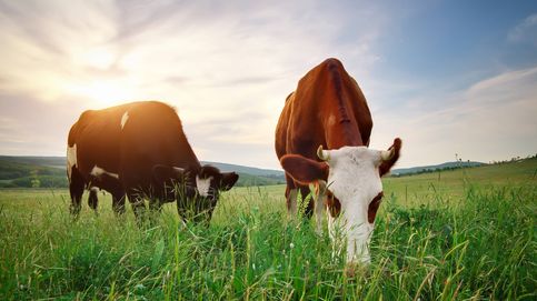 Carne de pasto o por qué la hierba que comen las vacas es buena para tu salud
