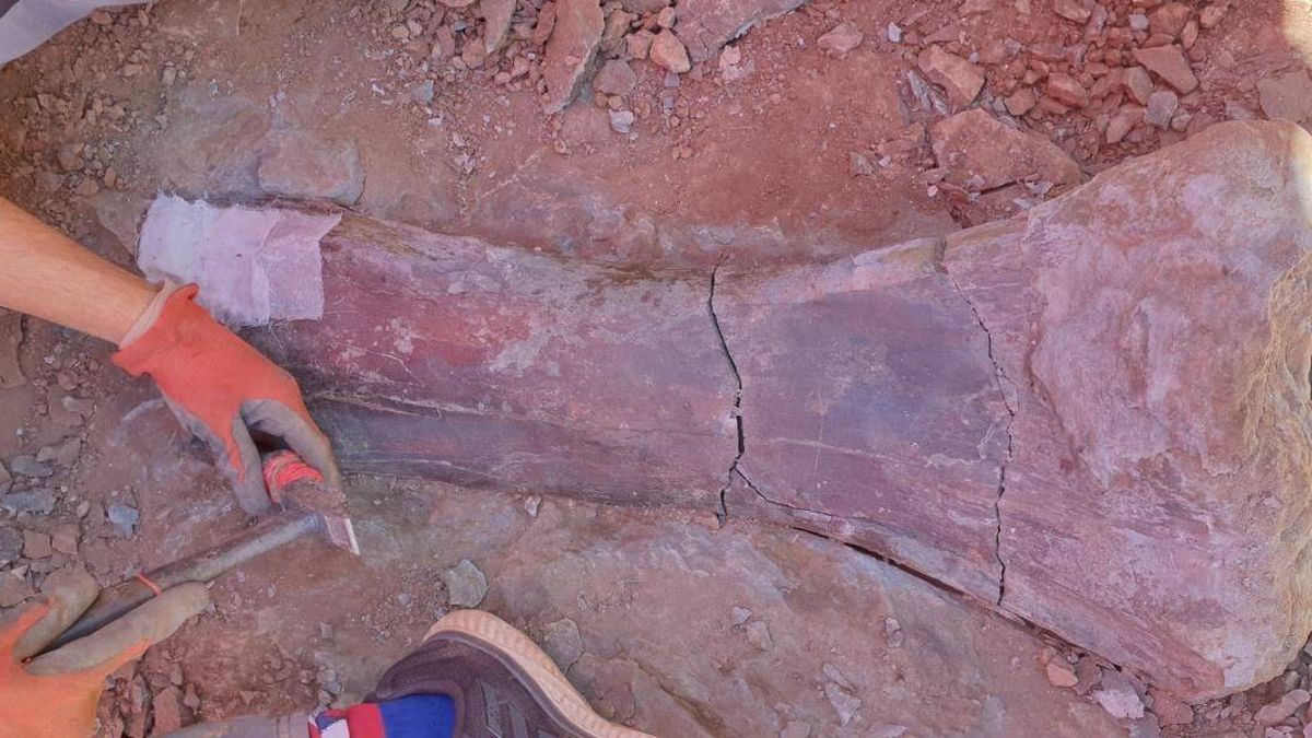 Hallan un nuevo yacimiento con restos de dinosaurio saurópodo en Morella (Castellón)