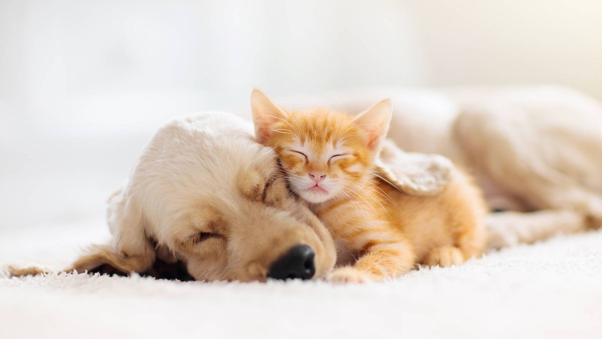 ¿Los perros y los gatos sueñan como nosotros? Esto es lo que dice la ciencia