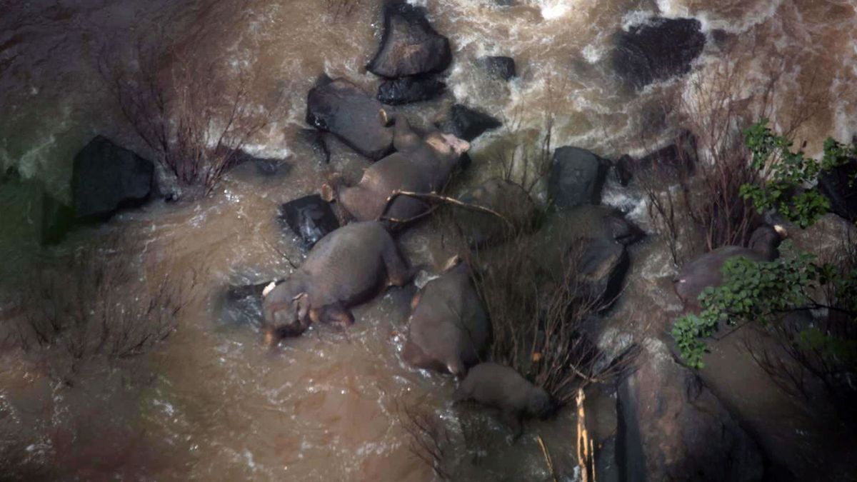 Once elefantes mueren en Tailandia al tratar de salvar a una cría en unas cataratas