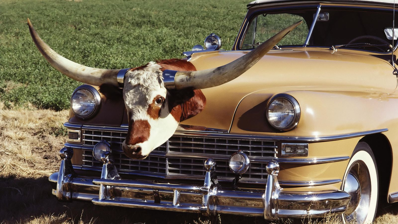 Foto: Cabeza de toro en un coche. (Corbis)