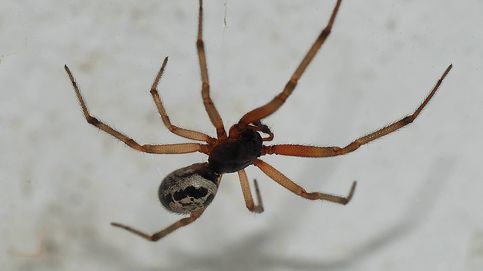 La 'falsa viuda negra': el peligro de que esta araña te pique no está en el veneno