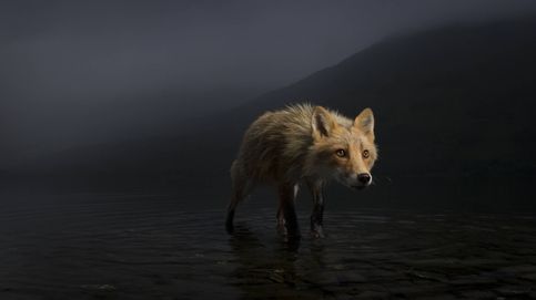 Imágenes candidatas al premio Wildlife Photographer 2021
