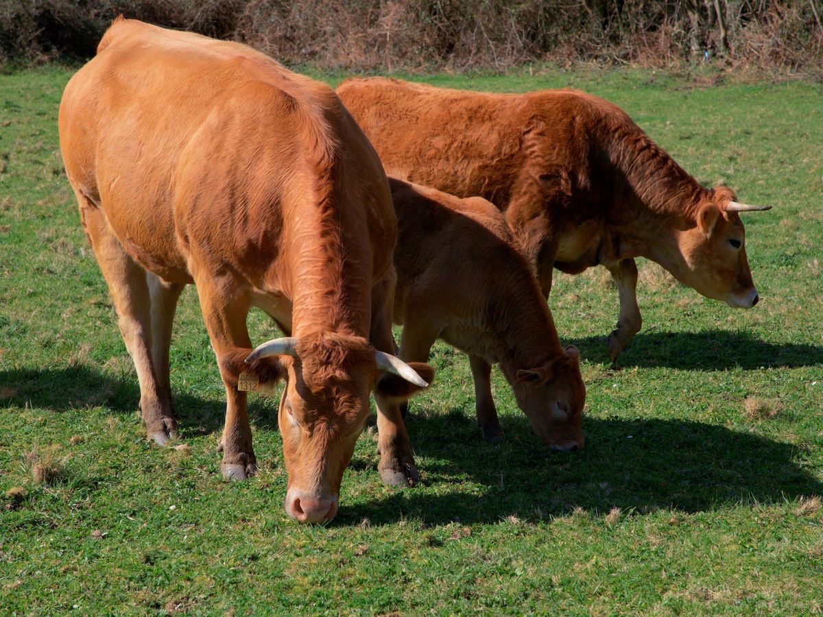 Foto: Unas vacas pastan en un prado de Palas de Rei, Lugo. (EFE/Eliseo Trigo)