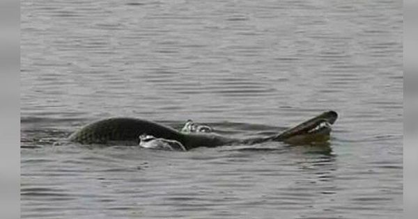 Foto: Una de las imágenes del pez caimán, en el lago de Baiyún. (CC)