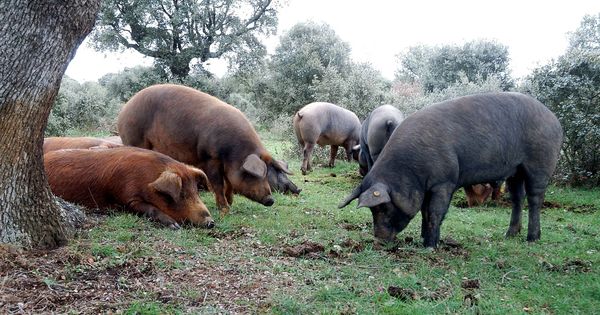 Foto: Cerdos ibéricos en una dehesa. (iStock)