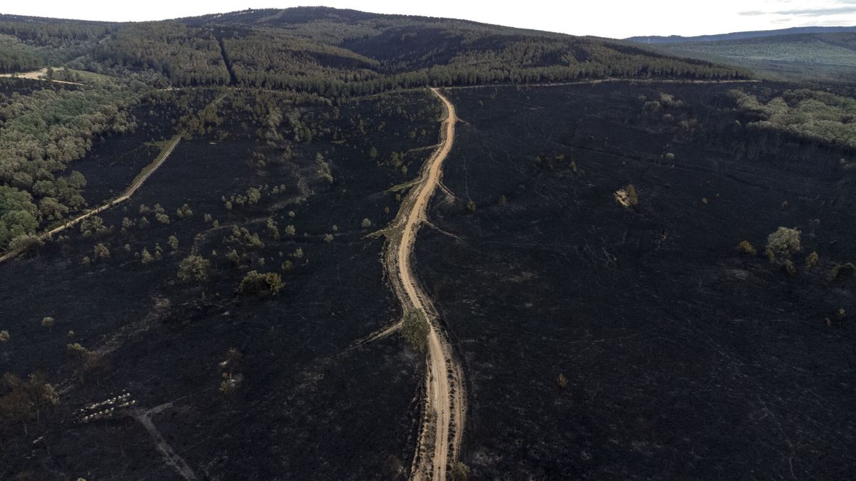 La Junta pedirá declarar zona catastrófica la sierra de la Culebra (Zamora) tras el incendio