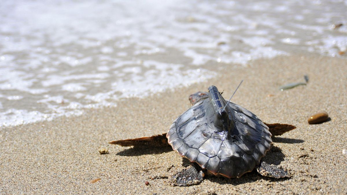 Liberan a 14 tortugas marinas en una playa de Tarragona