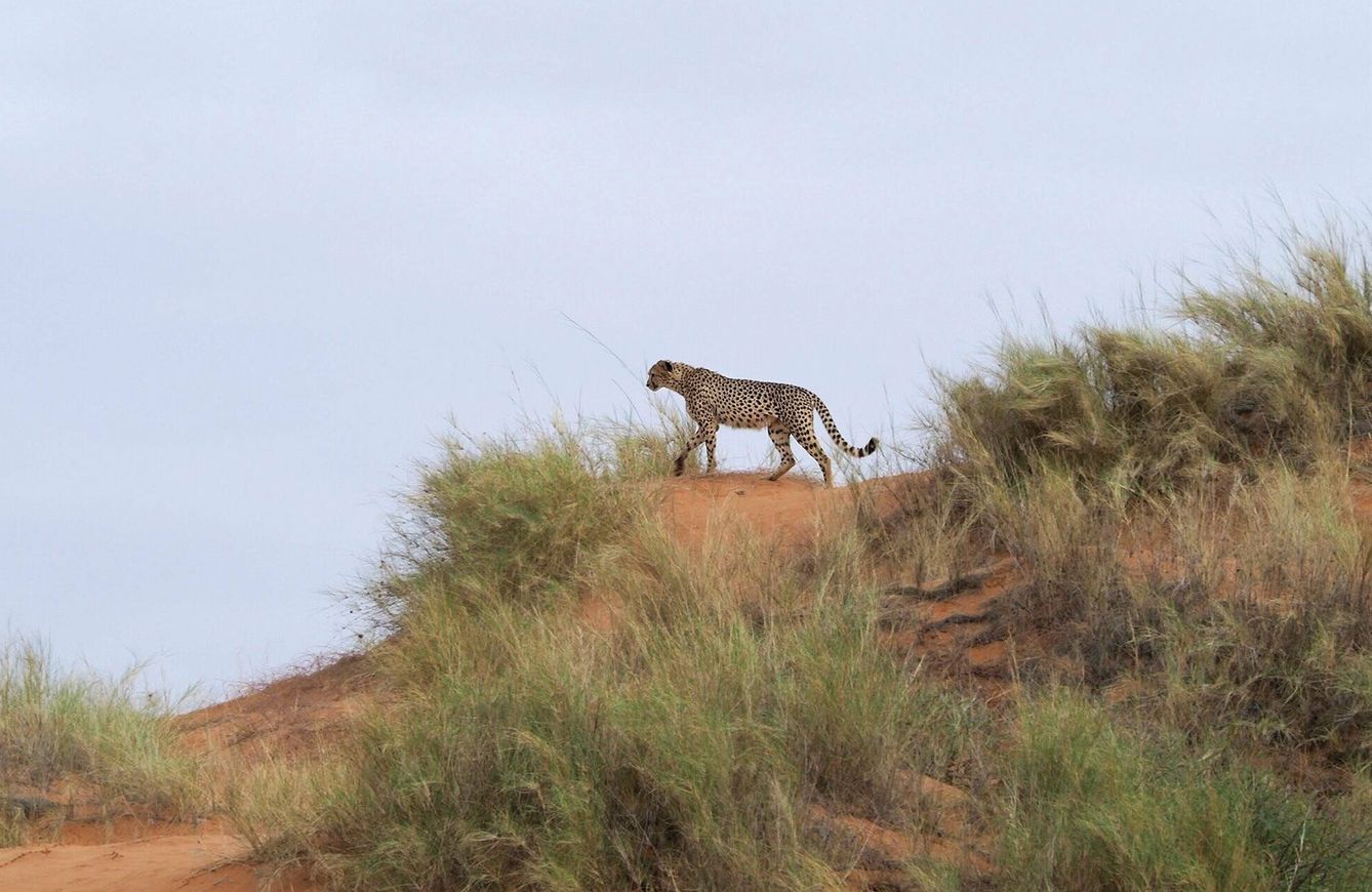 Un guepardo vigilando desde unas dunas. (Andoni Canela)