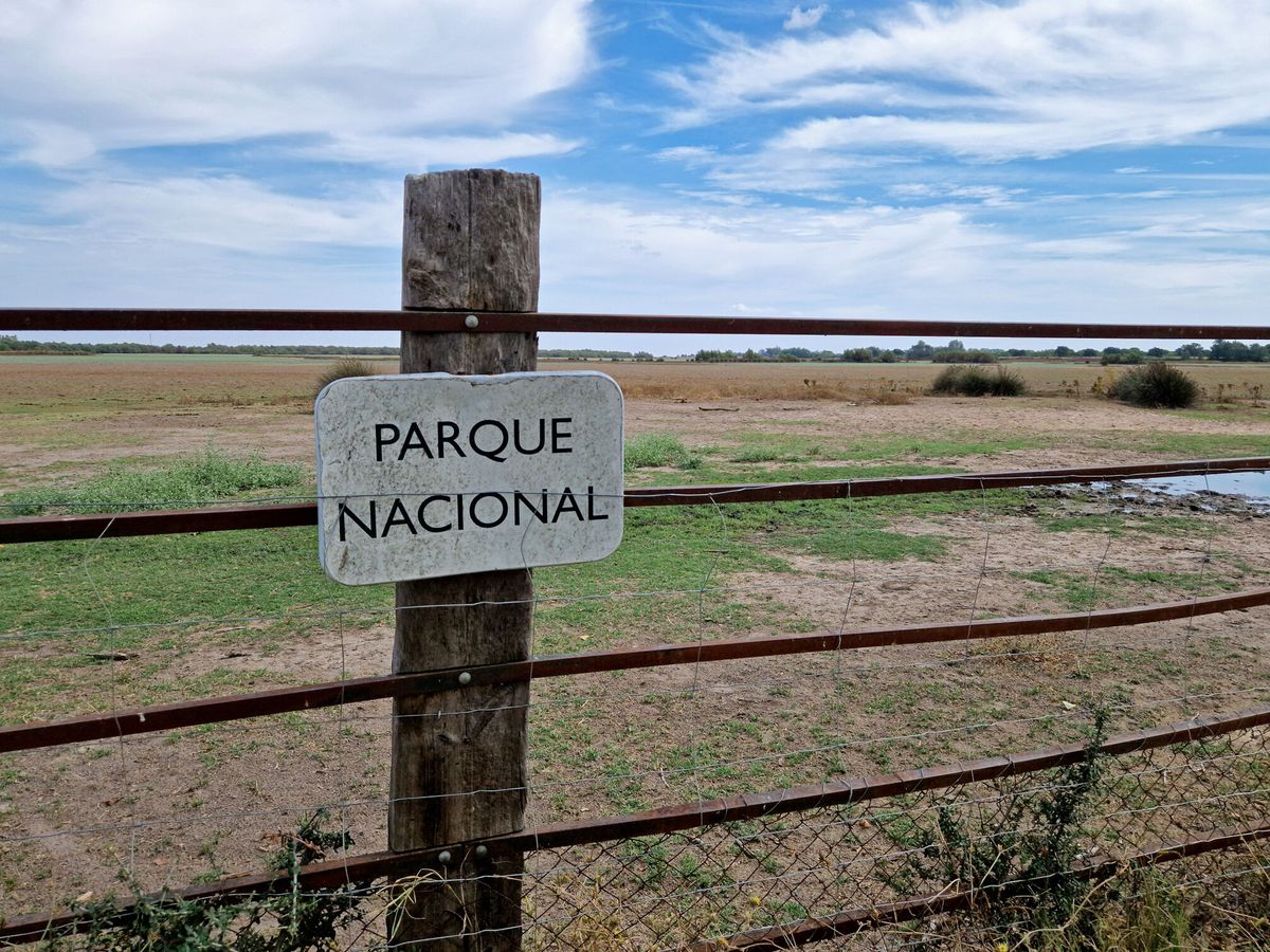 Foto: Vista del Parque Nacional de Doñana. (EFE/Laura Ramírez)