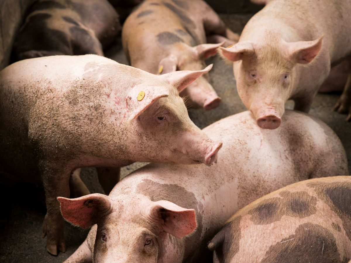 Foto: Una granja de cerdos en archivo. (EFE/Orlando Barría)