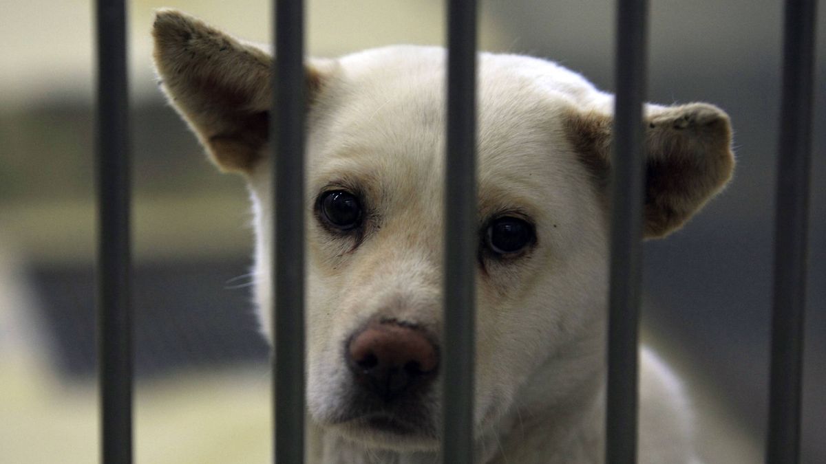 Alemania prohíbe adoptar perros de los refugios de animales en Navidad