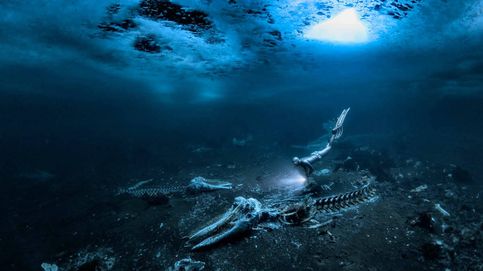 Las mejores fotos submarinas del 2024 revelan un planeta asombroso 