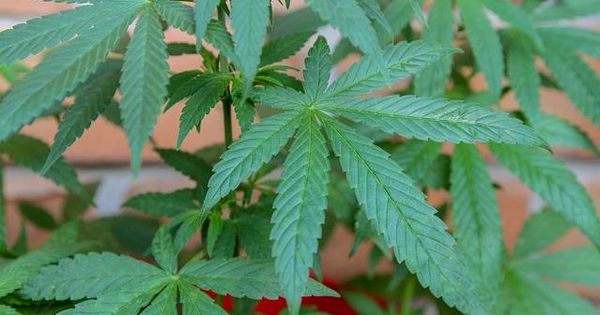 Foto: Planta de cannabis (Pixabay)